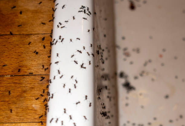 Pest Control Cost in Dahlgren, VA