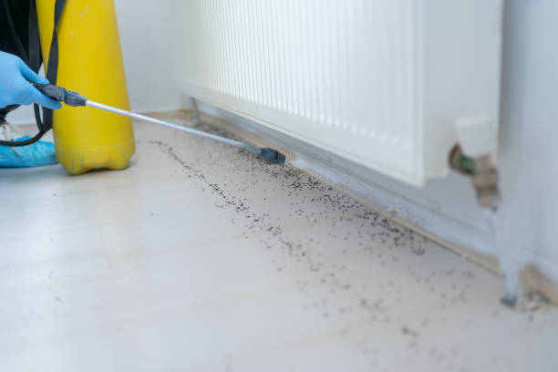 Best Wasp Removal Services  in Dahlgren, VA